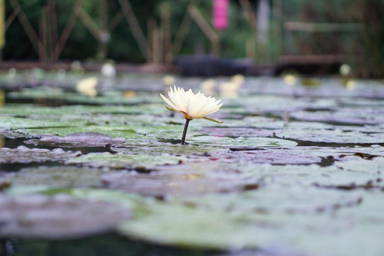 Saikaew Resort Chiang Rai Buitenkant foto